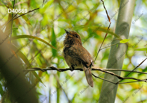 Crescent-chested Puffbird (Malacoptila striata)